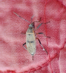 Largus maculatus