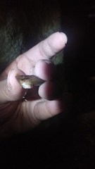 Dyakiidae