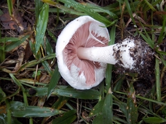 Agaricus campestris image