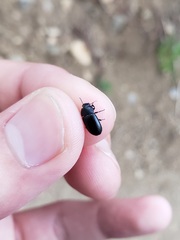 Blapstinus discolor