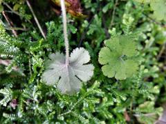 Hydrocotyle elongata