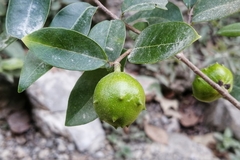 Annona globiflora
