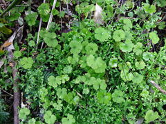Hydrocotyle elongata