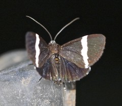 Coenotoca subaspersa