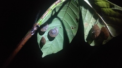 Dyakiidae