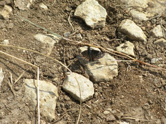 Erynnis lucilius