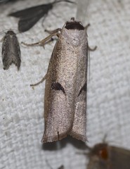 Pilostibes stigmatias