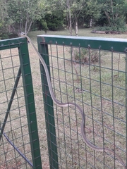 Leptophis ahaetulla marginatus