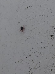 Eupodina