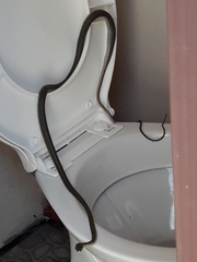 Leptophis ahaetulla marginatus