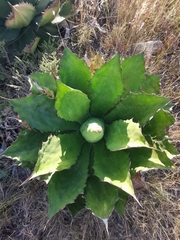 Agave cupreata