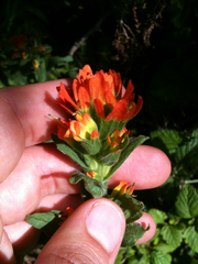 Castilleja affinis affinis