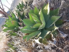 Agave cupreata