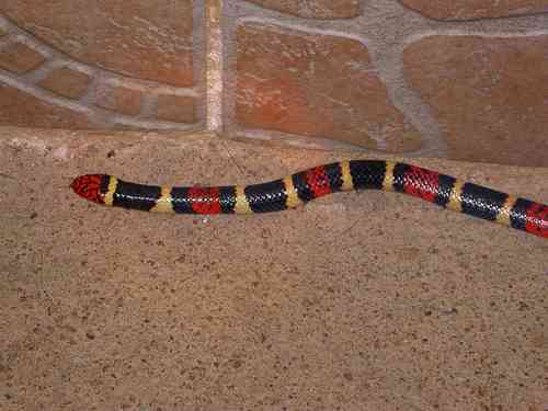 Photo of a Aquatic Coral Snake (Micrurus surinamensis)