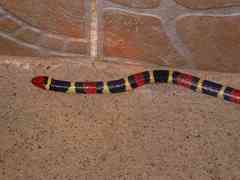 Micrurus surinamensis