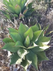 Agave cupreata