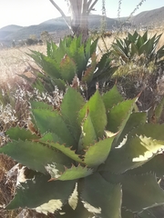 Agave cupreata