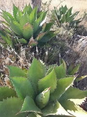 Agave cupreata