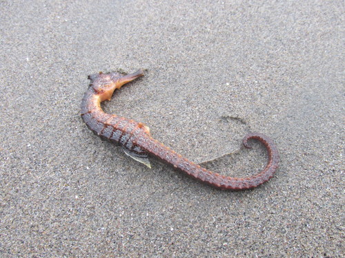 Pacific Seahorse