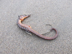 Pacific Seahorse