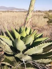 Agave cupreata