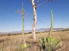 Agave cupreata