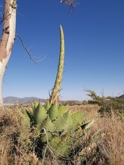 Agave cupreata