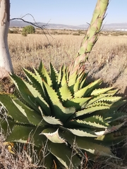 Agave cupreata