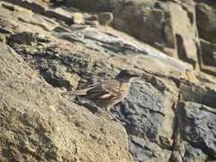 Cinclodes taczanowskii