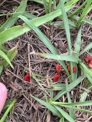 Sarcoscypha occidentalis