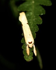 Compsotorna oligarchica