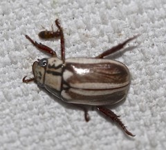 Anoplognathus abnormis