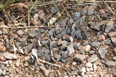 Celastrina echo sidara