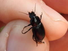 Aztecarpalus schaefferi