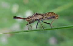 Coriomeris denticulatus