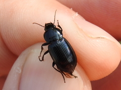 Aztecarpalus schaefferi