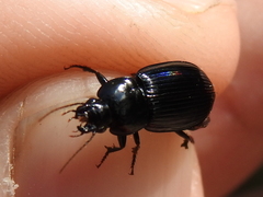 Aztecarpalus schaefferi
