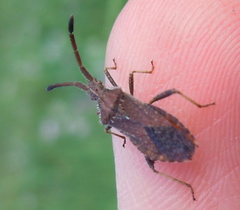 Coriomeris denticulatus