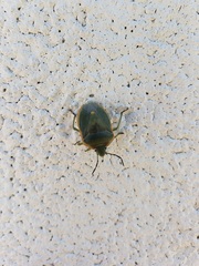 Chlorochroa