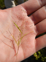 Eragrostis frankii