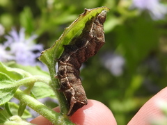 Condica albigera