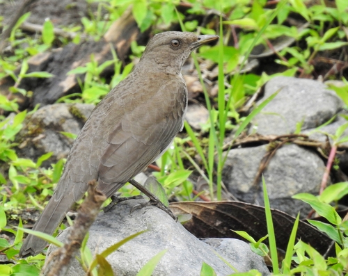 Black-billed Thrush (Turdus ignobilis), photo 7