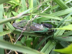 Neotibicen tibicen tibicen