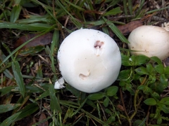 Agaricus campestris image