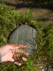 Juncus alpinoarticulatus