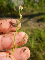 Juncus alpinoarticulatus