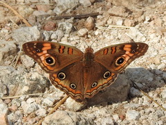 Junonia neildi varia