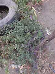Lycianthes rantonnetii
