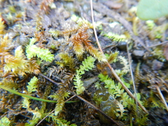 Selaginella eclipes