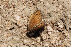 Oeneis uhleri